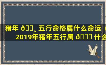 猪年 🕸 五行命格属什么命运（2019年猪年五行属 🐕 什么命格）